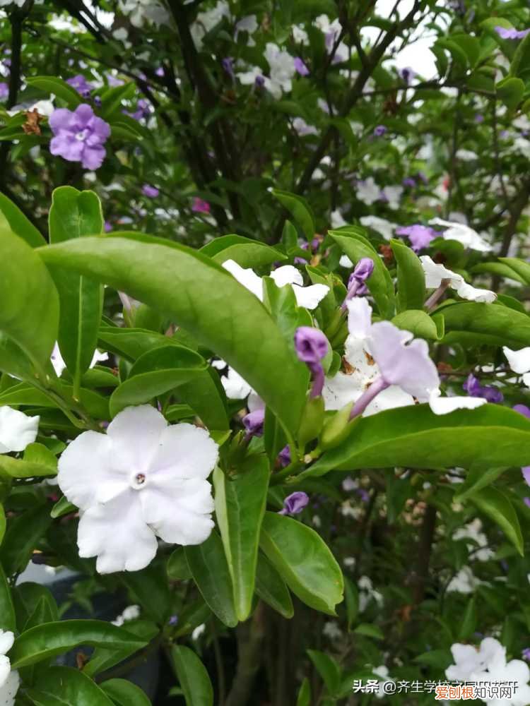 园林植物栽培与养护重点，掌握园林植物生长，最为基本的规律和方法，成为养花能手指日可待