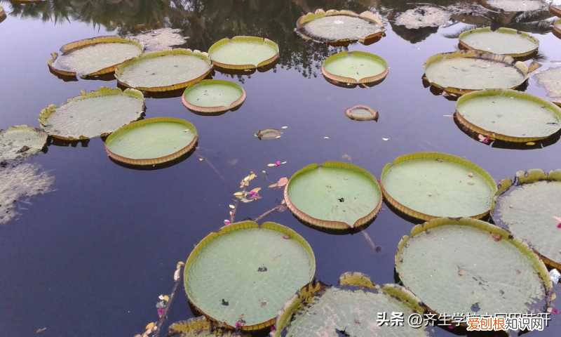园林植物栽培与养护重点，掌握园林植物生长，最为基本的规律和方法，成为养花能手指日可待