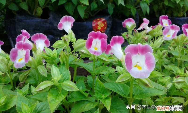 园林植物栽培与养护重点，掌握园林植物生长，最为基本的规律和方法，成为养花能手指日可待