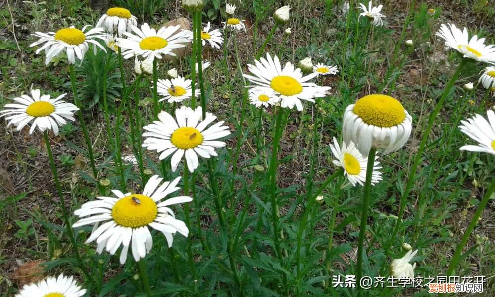 园林植物栽培与养护重点，掌握园林植物生长，最为基本的规律和方法，成为养花能手指日可待