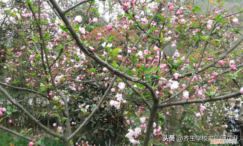 园林植物栽培与养护重点，掌握园林植物生长，最为基本的规律和方法，成为养花能手指日可待