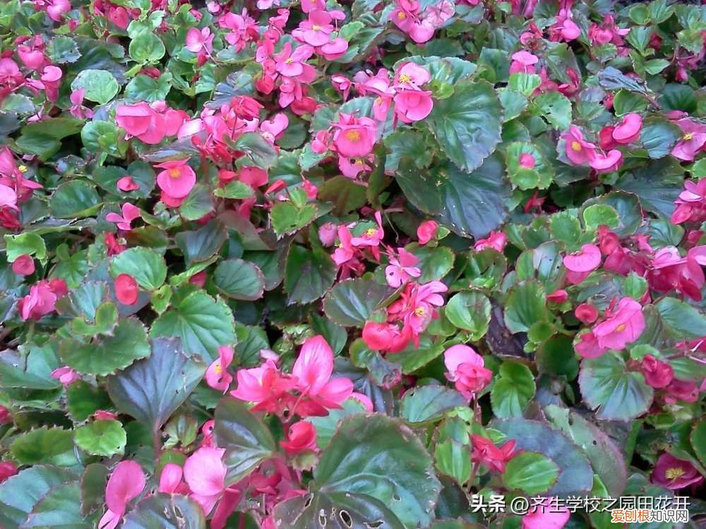 园林植物栽培与养护重点，掌握园林植物生长，最为基本的规律和方法，成为养花能手指日可待