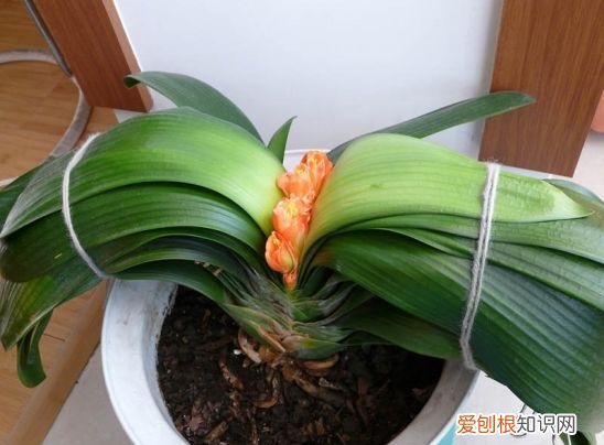 花养的不错人生感悟，养花6年，总结出这几个“坑”，建议新手花友看看