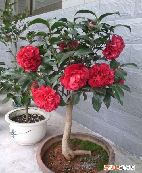 花养的不错人生感悟，养花6年，总结出这几个“坑”，建议新手花友看看