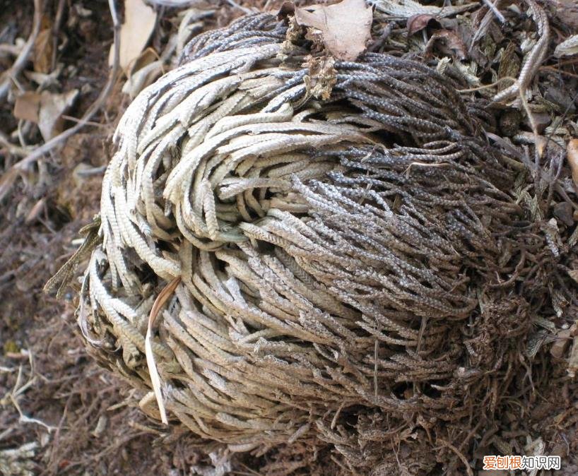 花养的不错人生感悟，养花6年，总结出这几个“坑”，建议新手花友看看