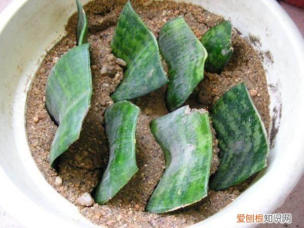 花养的不错人生感悟，养花6年，总结出这几个“坑”，建议新手花友看看