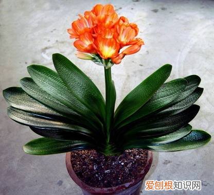 花养的不错人生感悟，养花6年，总结出这几个“坑”，建议新手花友看看