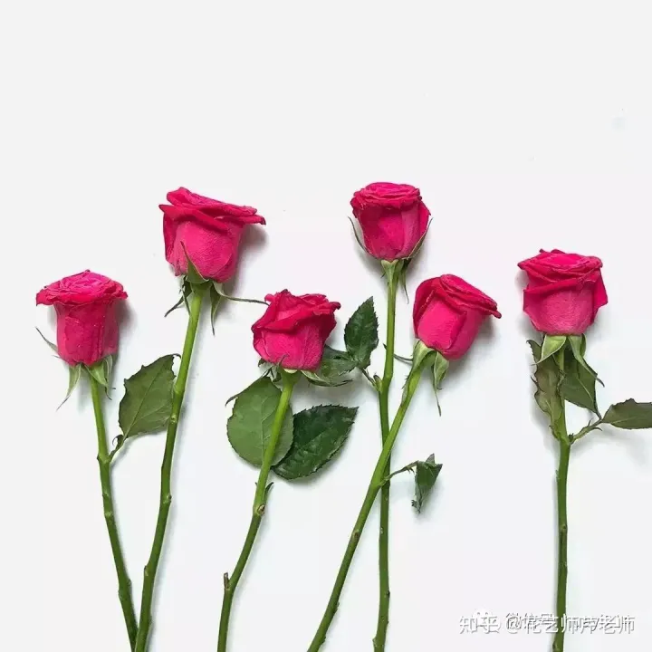 各种养花知识介绍，这些花材养护知识，没有一个不是干货！【收藏版】