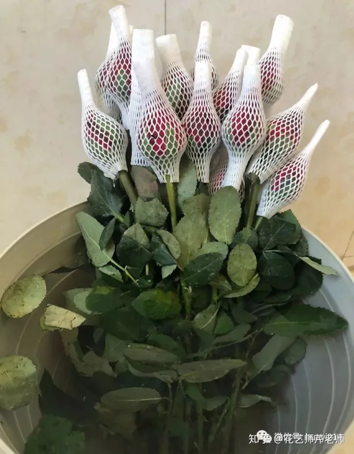 各种养花知识介绍，这些花材养护知识，没有一个不是干货！【收藏版】