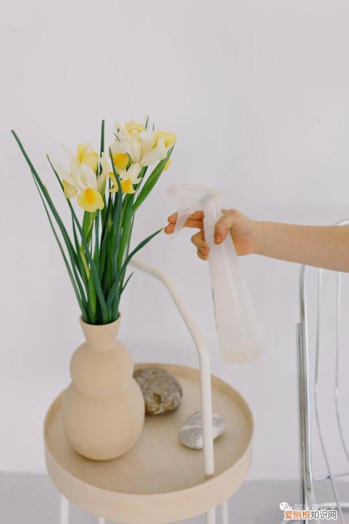 基本常用鲜花的养护方法，花材日常养护小知识