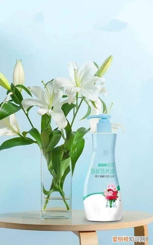 基本常用鲜花的养护方法，花材日常养护小知识