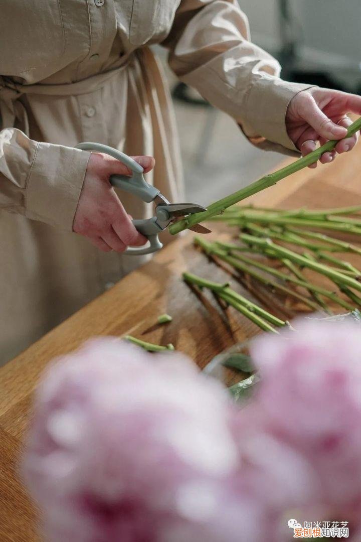 基本常用鲜花的养护方法，花材日常养护小知识