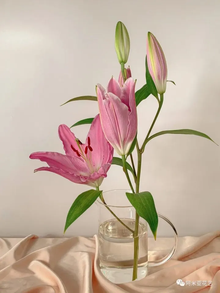 基本常用鲜花的养护方法，花材日常养护小知识