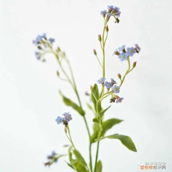 基本常用鲜花的养护方法，花材日常养护小知识