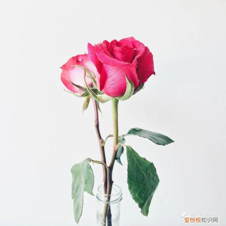 基本常用鲜花的养护方法，花材日常养护小知识