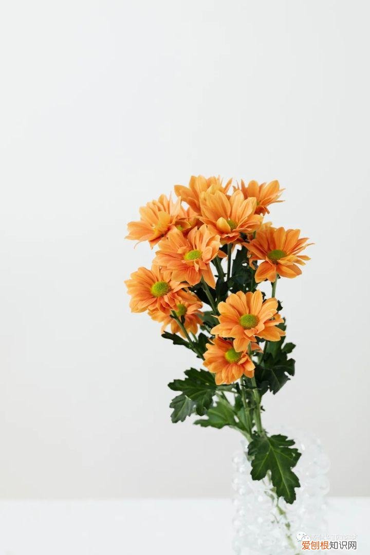 基本常用鲜花的养护方法，花材日常养护小知识