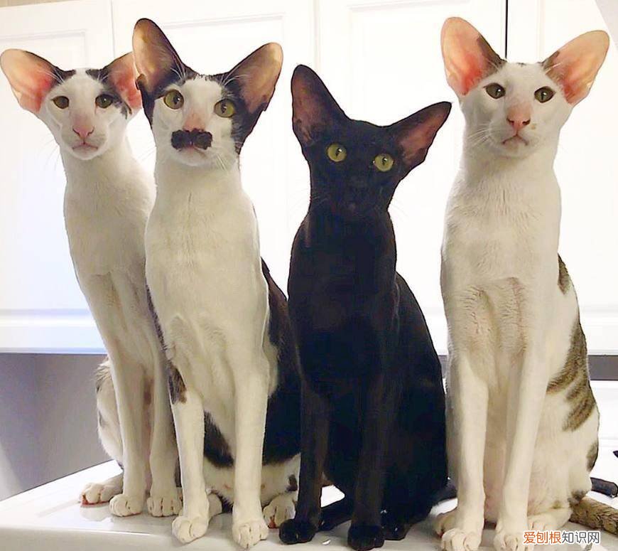 宠物猫的种类有哪些，常见的18种宠物猫，性格、价钱和寿命一览