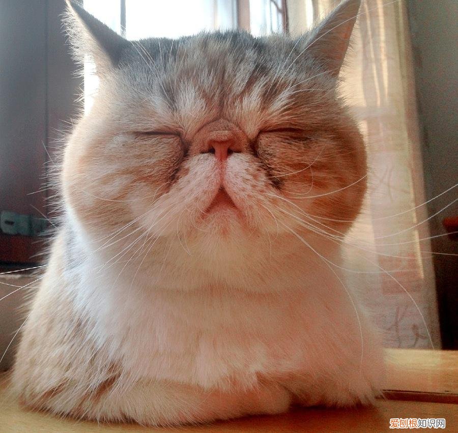 宠物猫的种类有哪些，常见的18种宠物猫，性格、价钱和寿命一览
