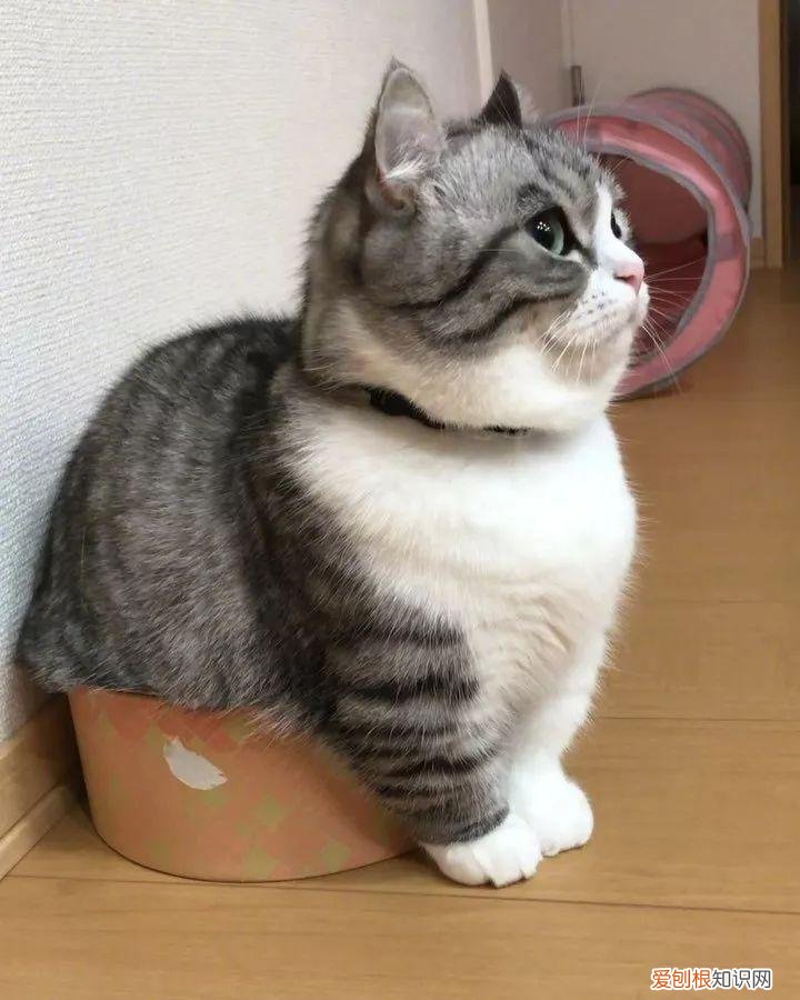 宠物猫的种类有哪些，常见的18种宠物猫，性格、价钱和寿命一览