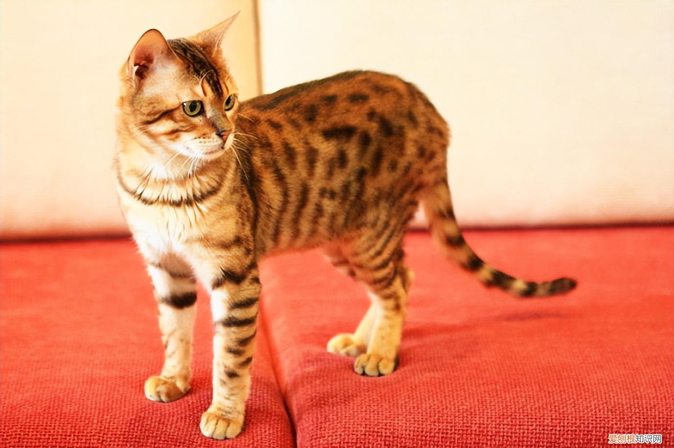 宠物猫的种类有哪些，常见的18种宠物猫，性格、价钱和寿命一览