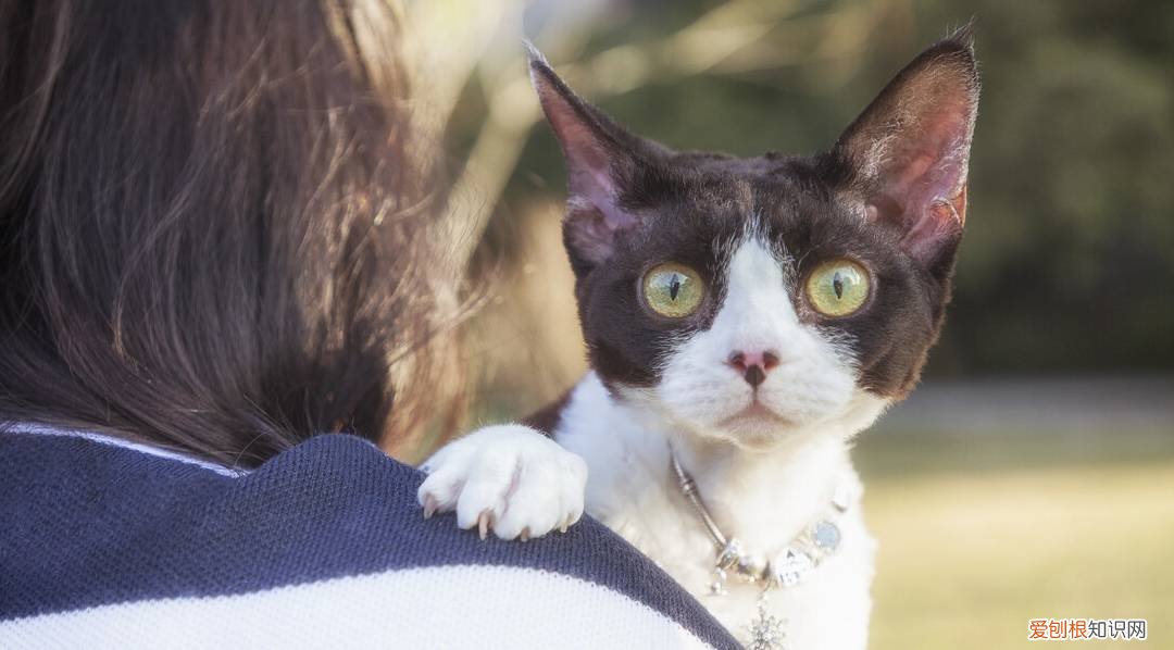 宠物猫的种类有哪些，常见的18种宠物猫，性格、价钱和寿命一览