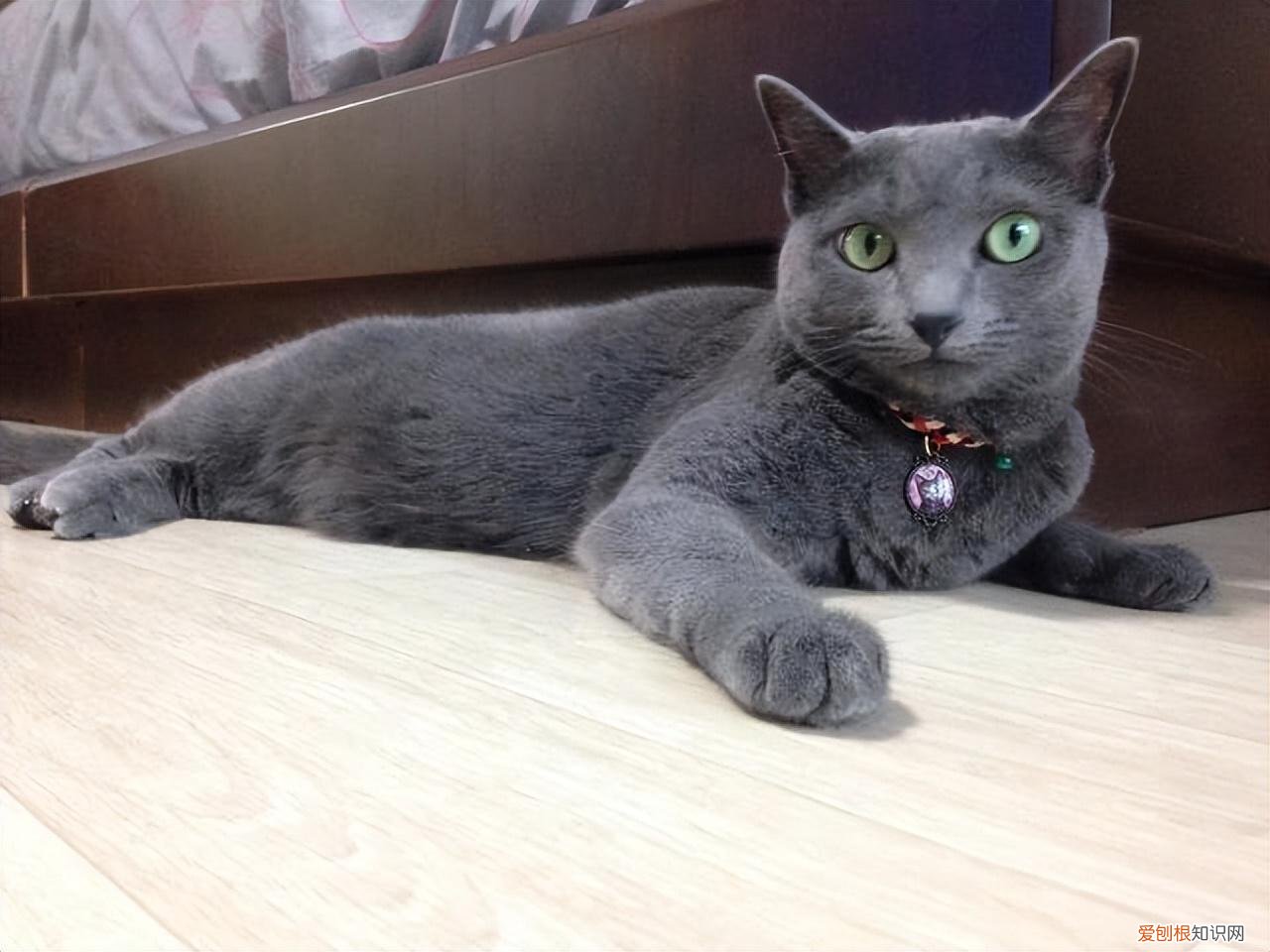 宠物猫的种类有哪些，常见的18种宠物猫，性格、价钱和寿命一览