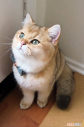 宠物猫的种类有哪些，常见的18种宠物猫，性格、价钱和寿命一览