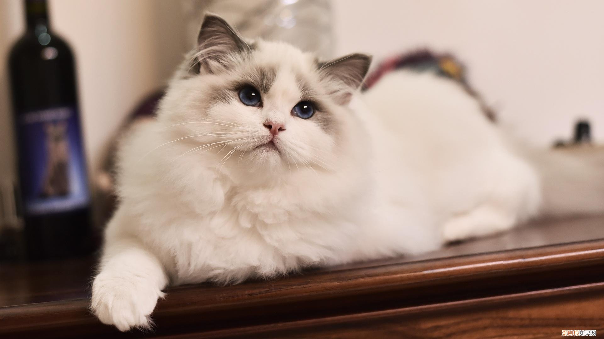 宠物猫的种类有哪些，常见的18种宠物猫，性格、价钱和寿命一览