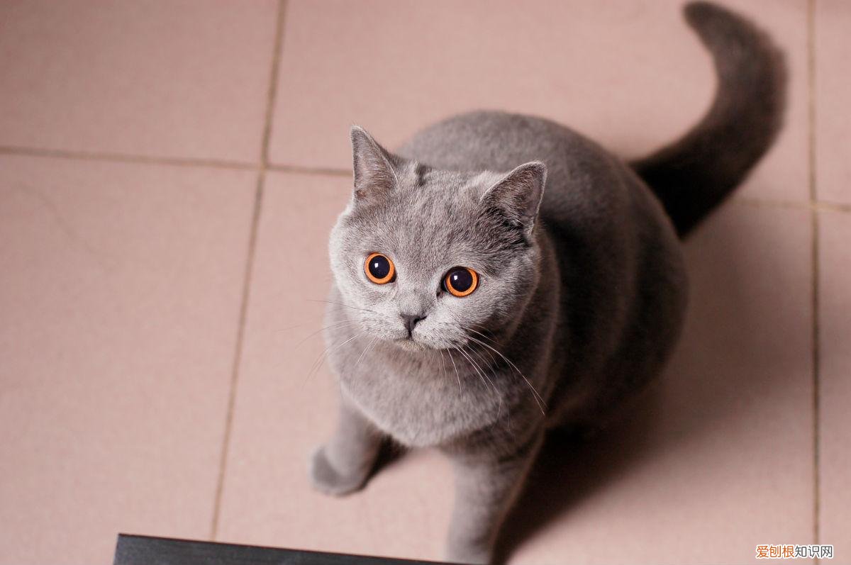 宠物猫的种类有哪些，常见的18种宠物猫，性格、价钱和寿命一览