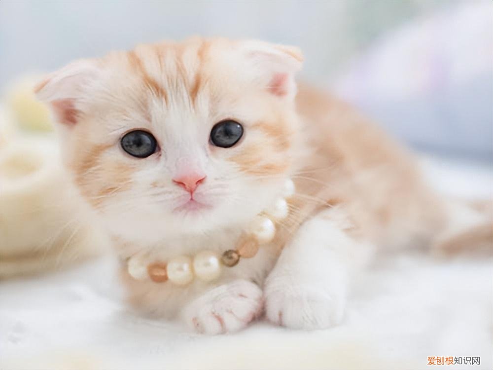 宠物猫的种类有哪些，常见的18种宠物猫，性格、价钱和寿命一览