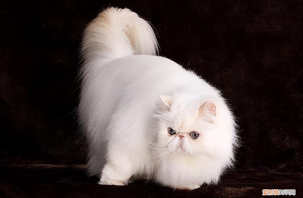 宠物猫的种类有哪些，常见的18种宠物猫，性格、价钱和寿命一览