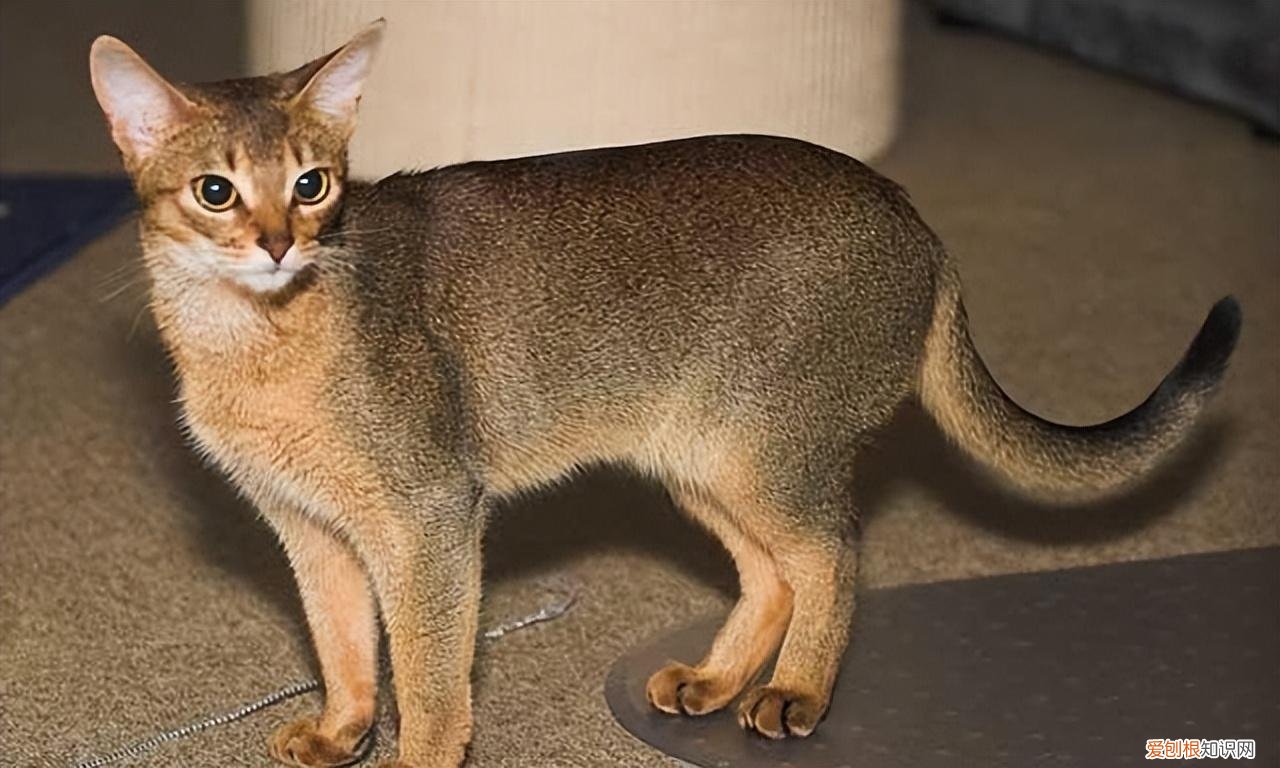 宠物猫的种类有哪些，常见的18种宠物猫，性格、价钱和寿命一览