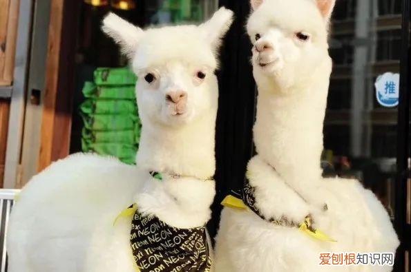大家普遍常见的十种宠物有哪些名字，大家普遍常见的十种宠物