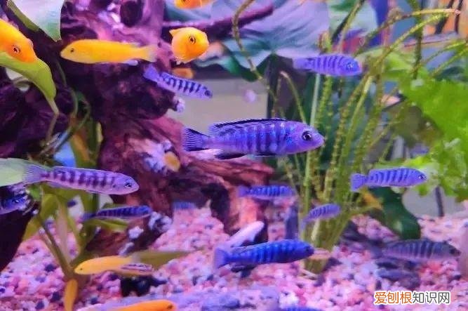 大家普遍常见的十种宠物有哪些名字，大家普遍常见的十种宠物