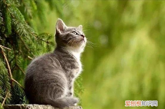 大家普遍常见的十种宠物有哪些名字，大家普遍常见的十种宠物