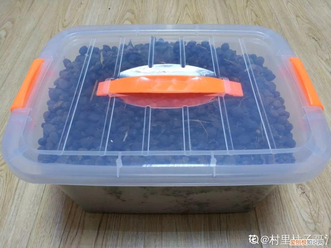 养花的十二种技巧，6个养花实用小窍门，业余爱好者的秘籍，养好花并不难