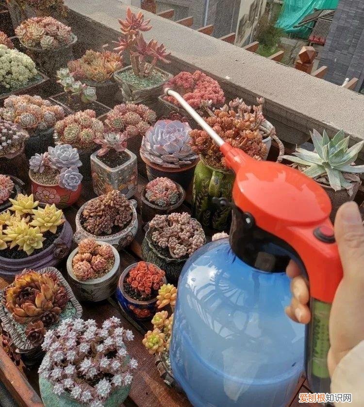 养花的十二种技巧，6个养花实用小窍门，业余爱好者的秘籍，养好花并不难