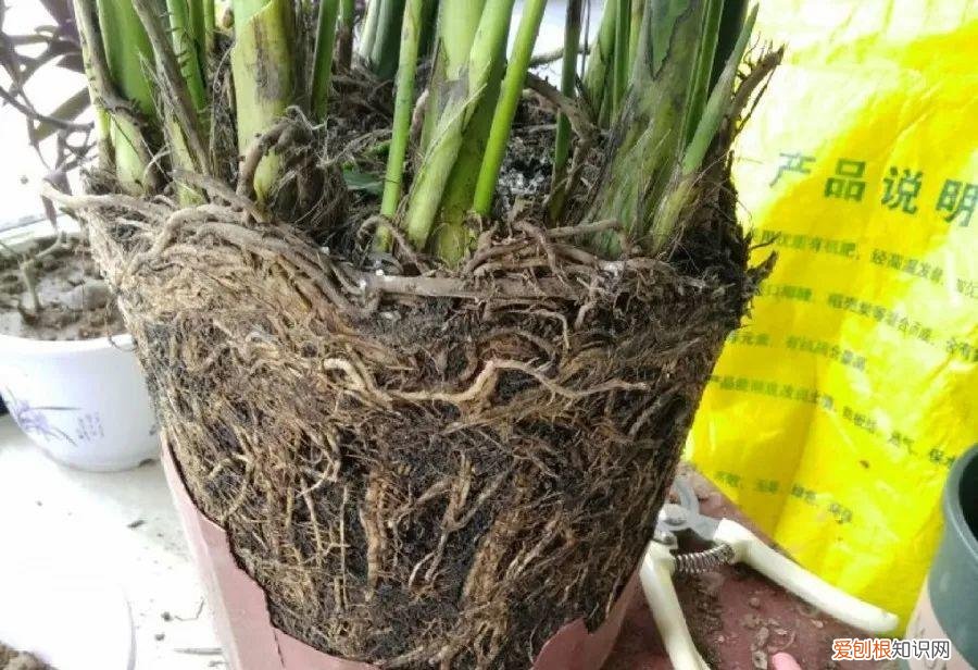 养花的十二种技巧，6个养花实用小窍门，业余爱好者的秘籍，养好花并不难