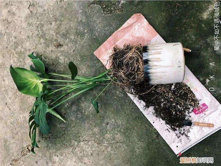 养花的十二种技巧，6个养花实用小窍门，业余爱好者的秘籍，养好花并不难