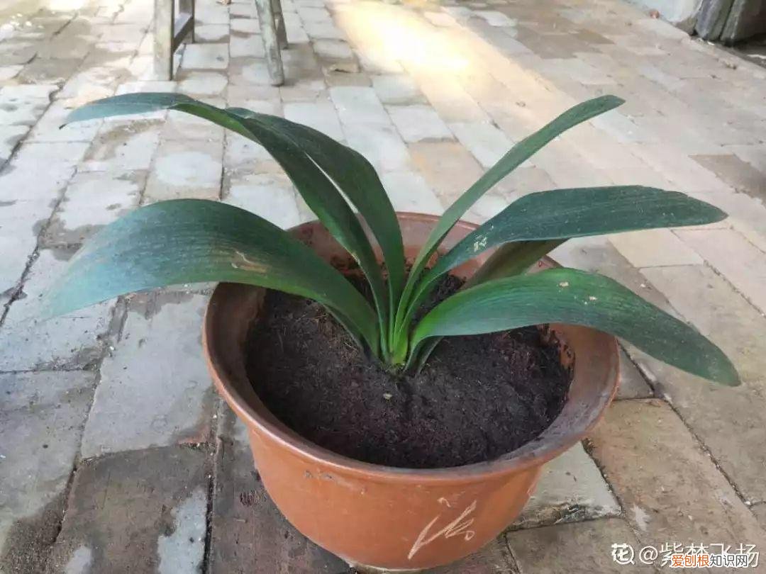 养花的十二种技巧，6个养花实用小窍门，业余爱好者的秘籍，养好花并不难