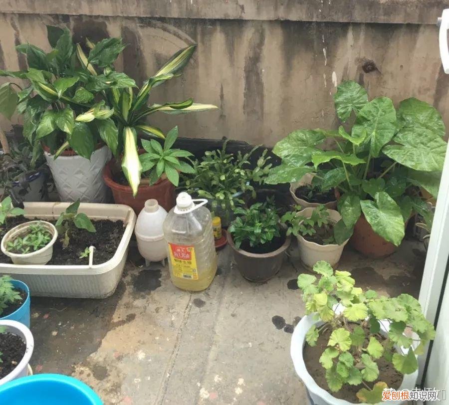 养花的十二种技巧，6个养花实用小窍门，业余爱好者的秘籍，养好花并不难