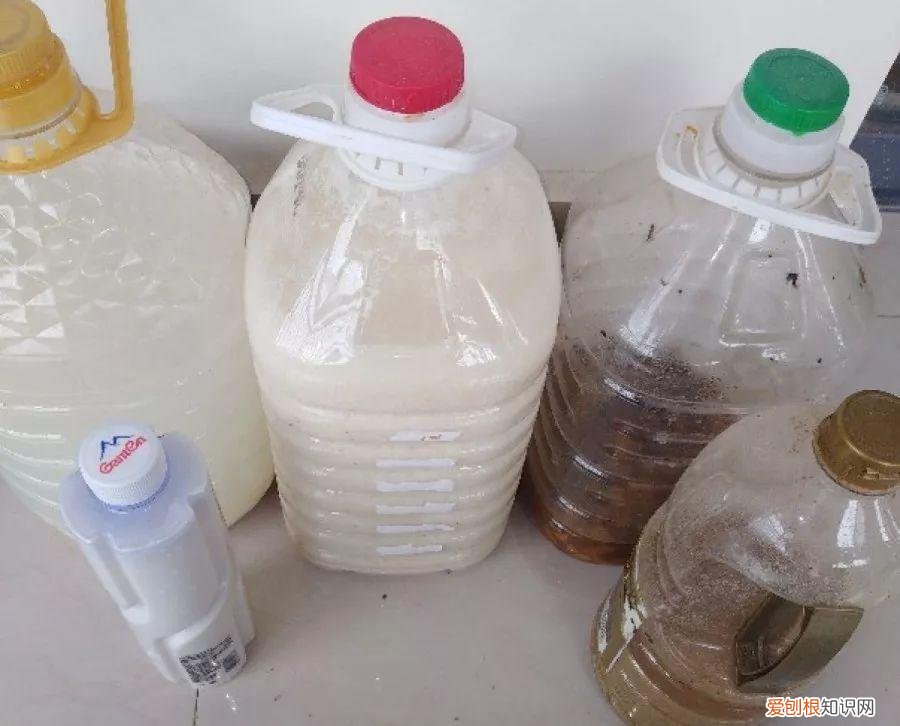养花的十二种技巧，6个养花实用小窍门，业余爱好者的秘籍，养好花并不难