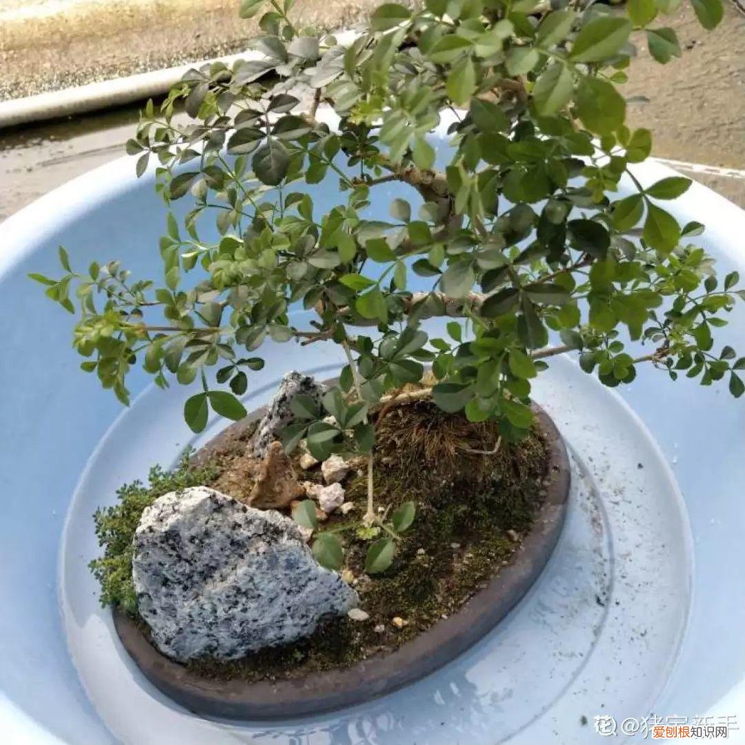 养花的十二种技巧，6个养花实用小窍门，业余爱好者的秘籍，养好花并不难