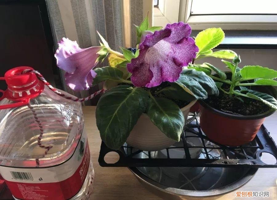 养花的十二种技巧，6个养花实用小窍门，业余爱好者的秘籍，养好花并不难