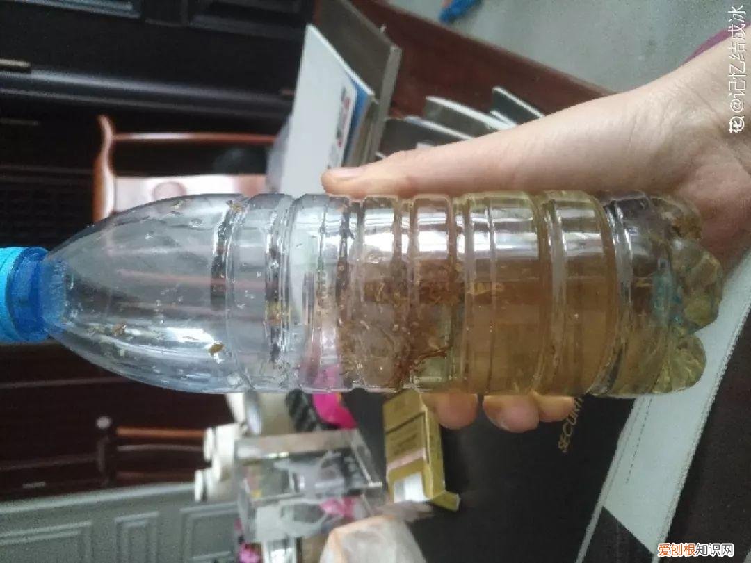 养花的十二种技巧，6个养花实用小窍门，业余爱好者的秘籍，养好花并不难