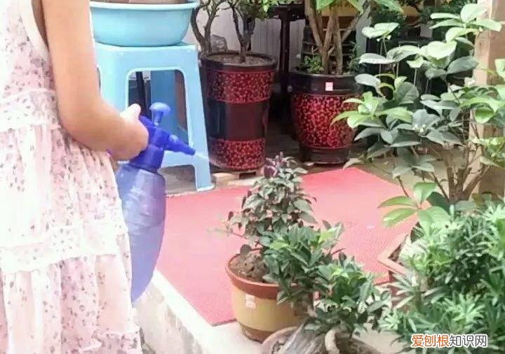 养花的十二种技巧，6个养花实用小窍门，业余爱好者的秘籍，养好花并不难