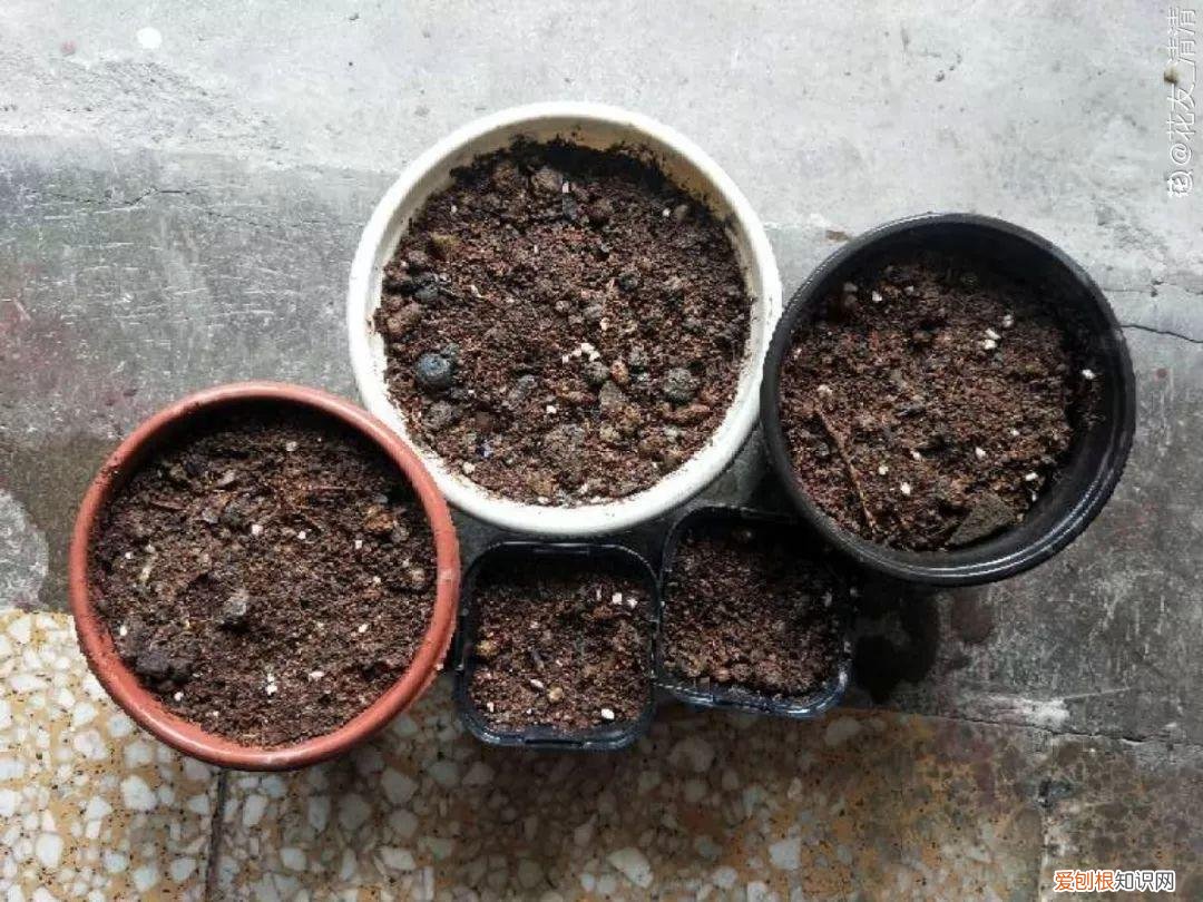 养花的十二种技巧，6个养花实用小窍门，业余爱好者的秘籍，养好花并不难