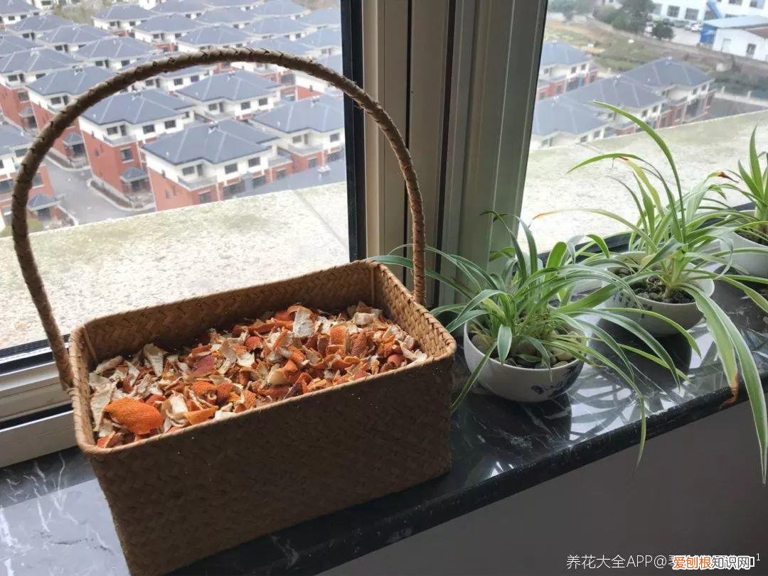 养花的十二种技巧，6个养花实用小窍门，业余爱好者的秘籍，养好花并不难