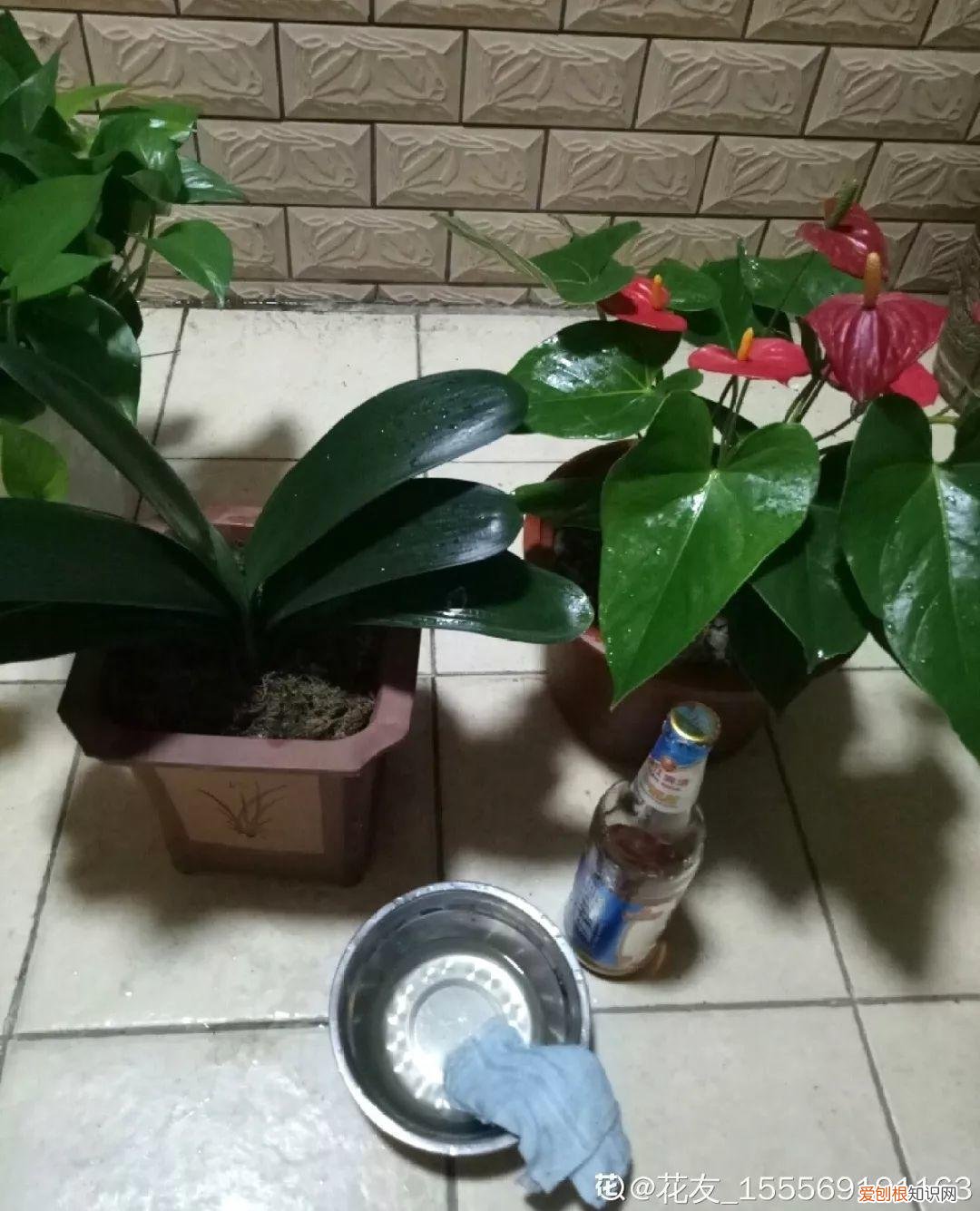 养花的十二种技巧，6个养花实用小窍门，业余爱好者的秘籍，养好花并不难
