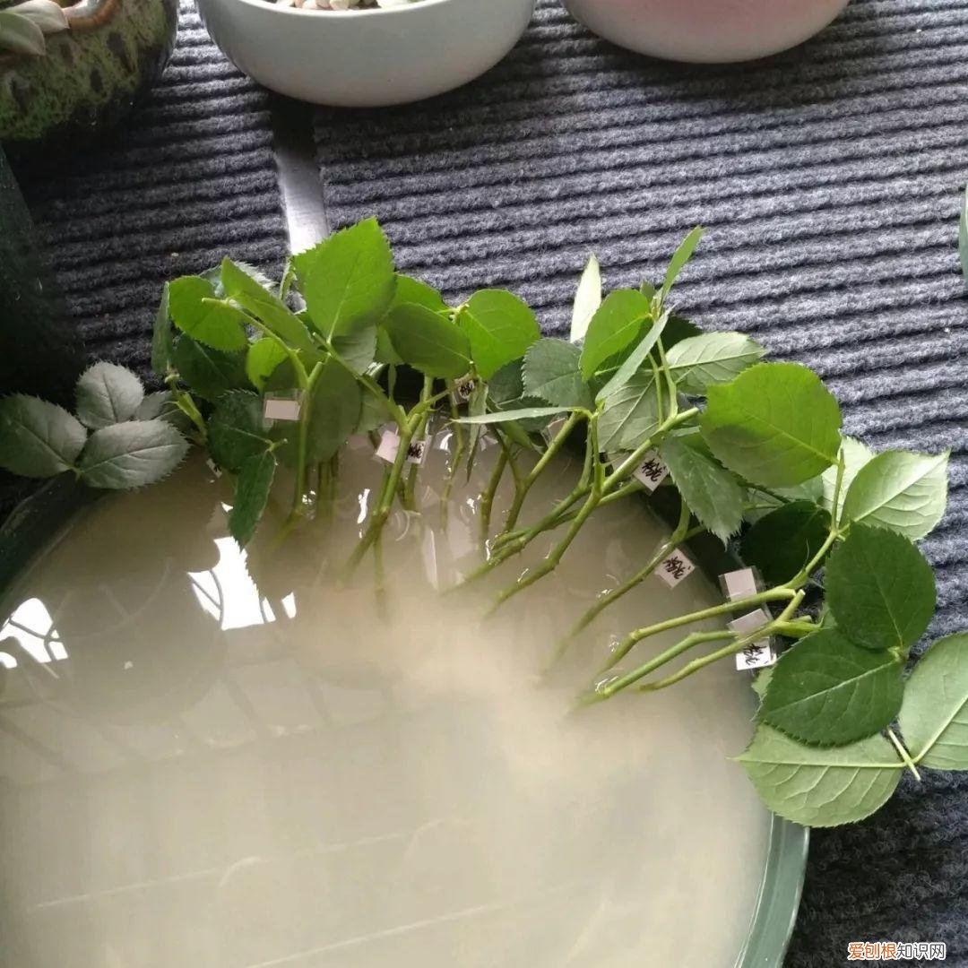 养花的十二种技巧，6个养花实用小窍门，业余爱好者的秘籍，养好花并不难